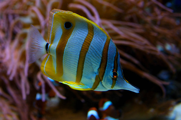 Copperband butterflyfish from the red sea from egypt. High quality photo Vancouver Aquarium, BC, Canada - Photo, Image