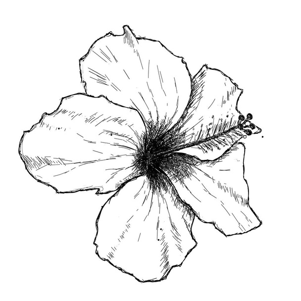 Hand drawn flower sketch of hibiscus. Drawing of chinese rose. Messy pencil strokes. Digital illustration created with a tablet. Rose of sharon or syrian hibiscus - Vector, imagen