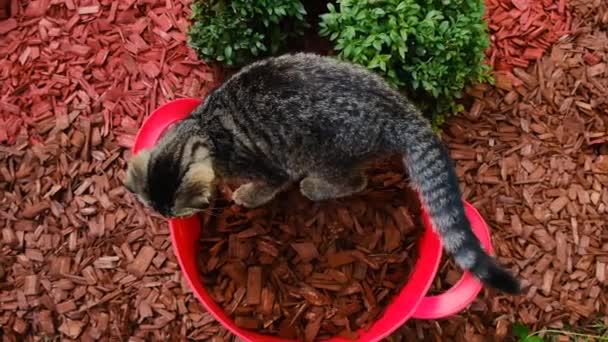 Kırmızı kovada gübrelemek için cips. Kedi yavrusu bir kova ahşap gübreye tırmandı. Bahçedeki toprağı işledi. Yüksek kalite 4k görüntü - Video, Çekim