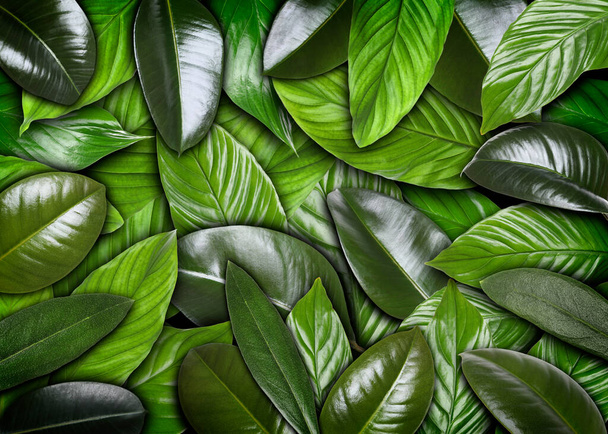 Many different fresh green leaves as background - Photo, Image