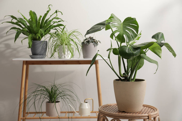 Green houseplants in pots near white wall, space for text - Foto, afbeelding