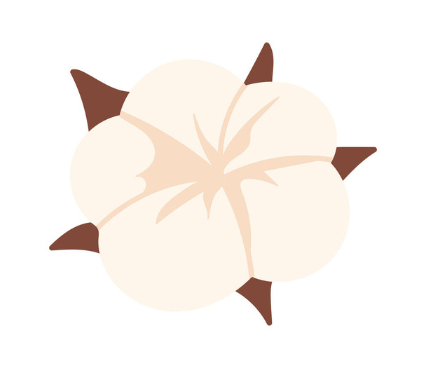 Illustrazione vettoriale testa fiori di cotone - Vettoriali, immagini