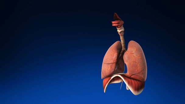 Ιατρικό 3d ανθρώπινο πνεύμονα με τα μέρη του ορατά. Ιατρικώς ακριβείς ανθρώπινοι πνεύμονες. - Φωτογραφία, εικόνα