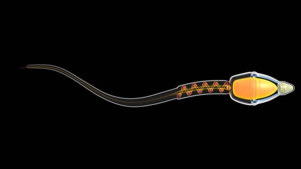 3d rendered of sperm anatomy 3d illustration - Photo, Image
