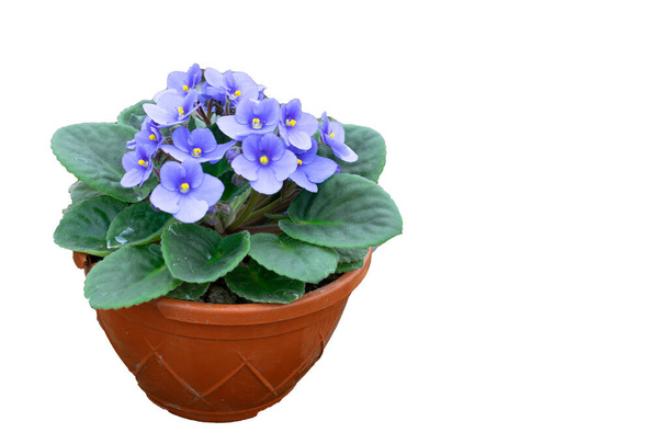 Blauwe violette bloem in pot geïsoleerd op wit - Foto, afbeelding