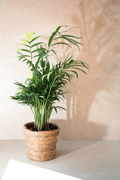 Indoor plant, palm tree, in a pot wrapped with a thick rope on a stone beige background with shadow. Front view - Фото, зображення