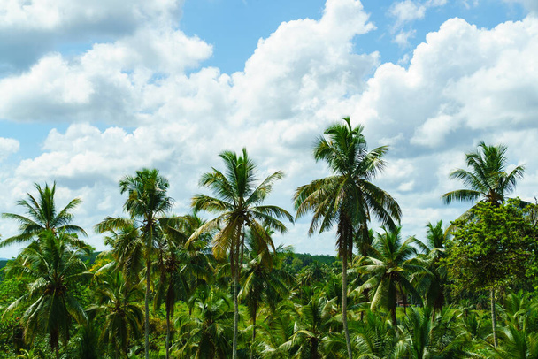 Tropikalny las z palmami i błękitne niebo z puszystymi chmurami. - Zdjęcie, obraz