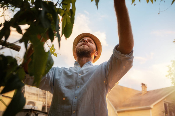 Giardiniere barbuto indossando cappello di paglia e raccogliendo frutta. Il concetto di raccolta e agricoltura biologica locale. - Foto, immagini