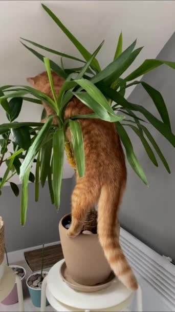 Červená domácí kočka hlodá zelenou rostlinu v květináči. - Záběry, video