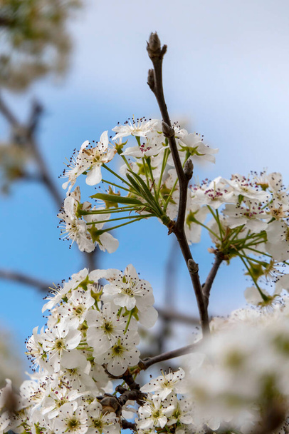 Las inflorescencias de las flores blancas del peral se cierran contra el cielo. enfoque selectivo - Foto, imagen