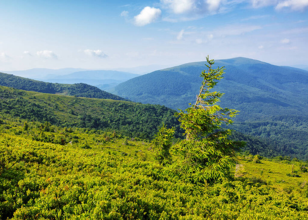 Kozalaklı ağaçlı doğa manzarası. Dağlarda yaz manzarası. Karpatlar ve Ukrayna 'da macera ve eğlence - Fotoğraf, Görsel