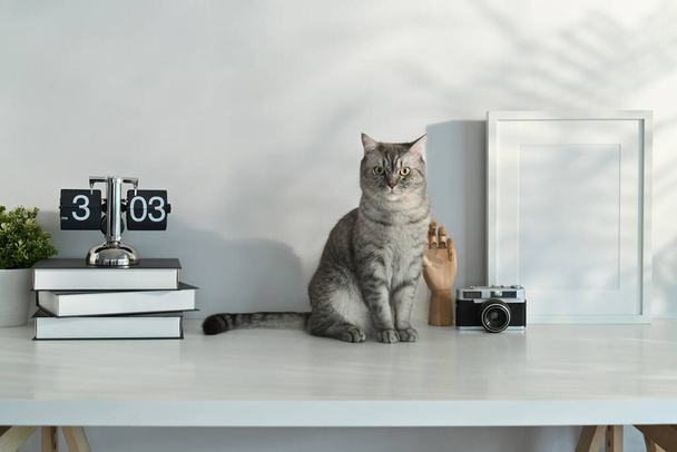 Image of a tabby cat sitting on white table with alarm clock, books and picture frame. Domestic cat, workplace. - Photo, Image