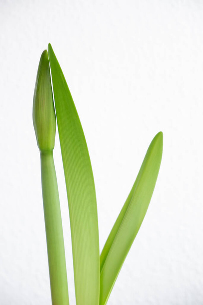 Fotografía de un brote de flor de lirio sobre un fondo blanco. Tallo verde y hoja. - Foto, Imagen