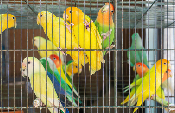 Małe kolorowe papugi w klatce z bliska - Zdjęcie, obraz