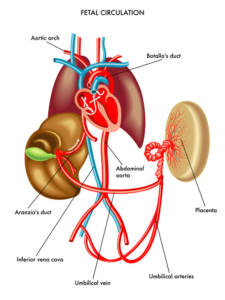 Sistema circulatorio Circulación fetal
 - Vector, Imagen
