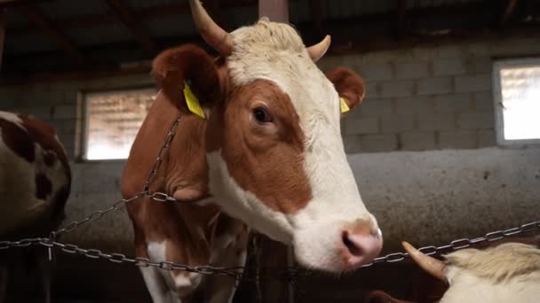 Tierfütterung für qualitativ besseres Rindfleisch. Scheune. - Filmmaterial, Video
