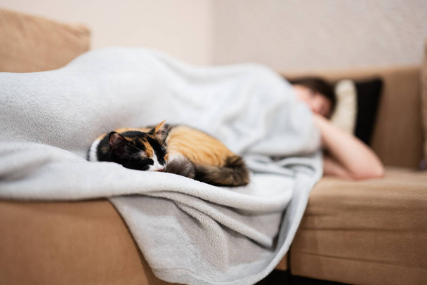 Cat sdraiata a letto a casa con il suo proprietario. - Foto, immagini