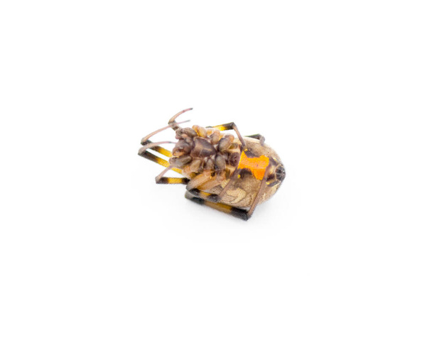 Latrodectus geometricus - viuda marrón, araña botón marrón, viuda gris, viuda negra marrón, araña botón de la casa o araña botón geométrico vista inferior que muestra reloj de arena aislado sobre fondo blanco - Foto, imagen