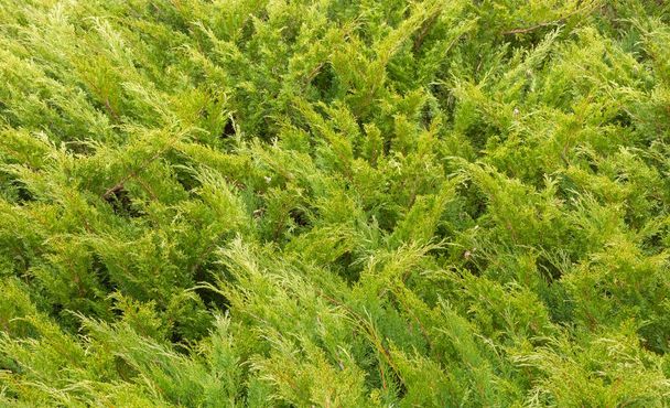 Густі зарості зеленої рослинності - ялівець. Природний фон
 - Фото, зображення