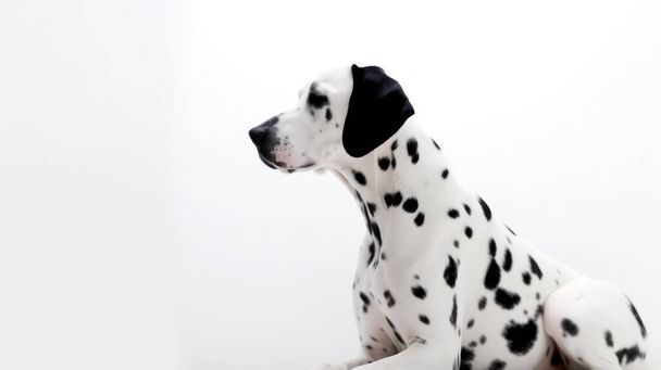 dog in front of white background. - Foto, imagen