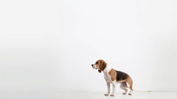 Beagle koira istuu valkoisella taustalla
 - Valokuva, kuva