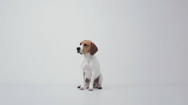 Beagle kutya ül a padlón, néz kamera, elszigetelt fehér háttér - Fotó, kép