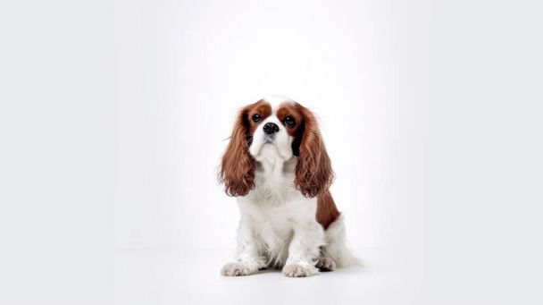 cute beagle dog sitting on floor and looking at camera, isolated on white background - Foto, Imagen