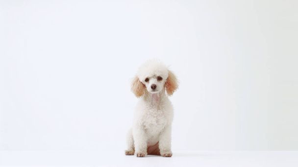 carino cane su sfondo bianco - Foto, immagini