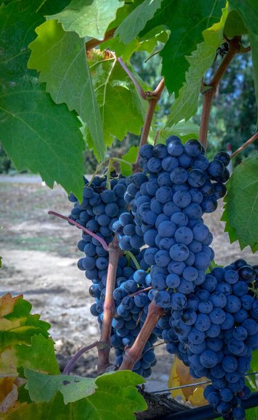 Cannonau és carignano bor készítéséhez szüretelésre kész érett szőlő - Fotó, kép