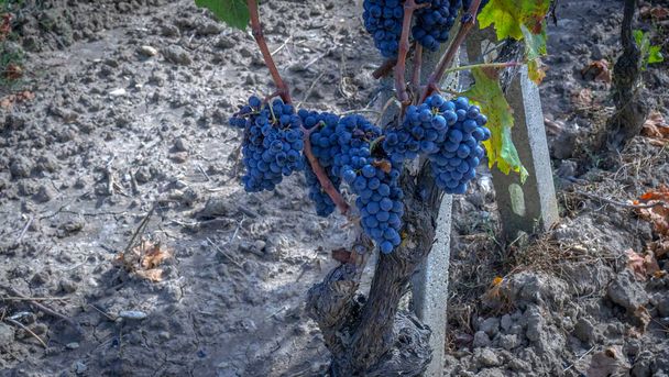 uvas maduras prontas para a vindima para a produção de canhão e vinho carignano - Foto, Imagem