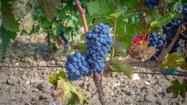 raisins mûrs prêts pour la récolte pour la production de cannonau et de vin de carignano - Photo, image