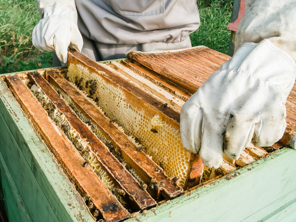 Beekeeper removing honeycomb from beehive. Person in beekeeper suit taking honey from hive. Farmer wearing bee suit working with honeycomb in apiary. Beekeeping in countryside. Organic farming concept - 写真・画像