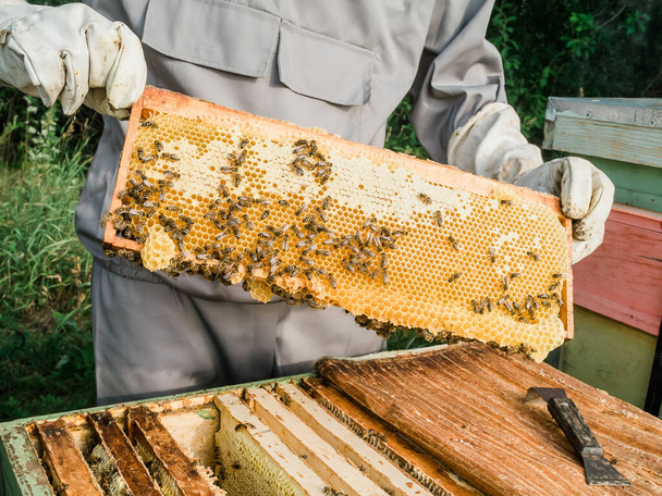 Ο μελισσοκόμος αφαιρεί την κηρήθρα από την κυψέλη. 'νθρωπος με στολή μελισσοκόμου που παίρνει μέλι από κυψέλη. Αγρότης που φοράει στολή μέλισσας και δουλεύει με κηρήθρα σε μελισσοκομείο. Μελισσοκομία στην ύπαιθρο. Έννοια της βιολογικής γεωργίας - Φωτογραφία, εικόνα
