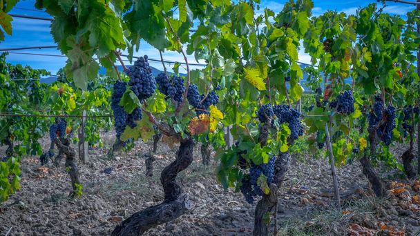 raisins mûrs prêts pour la récolte pour la production de cannonau et de vin de carignano - Photo, image