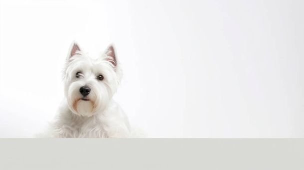 Açık arkaplanda boş ekranı olan beyaz köpek - Fotoğraf, Görsel