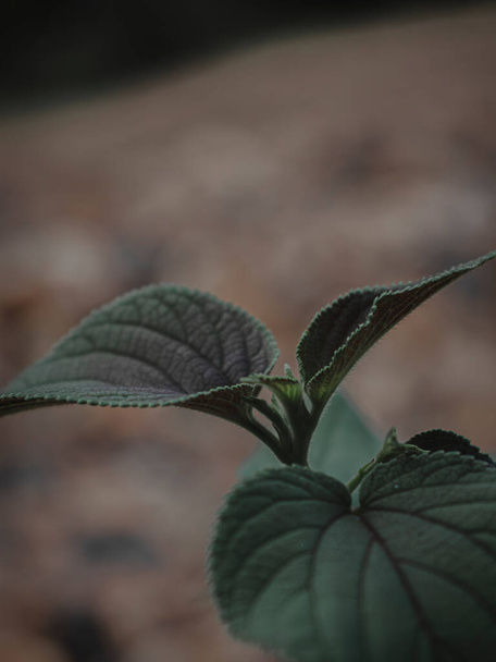 Selectively Focus Isolated Image of a plant Head, Moody Green, Abstract. - Valokuva, kuva