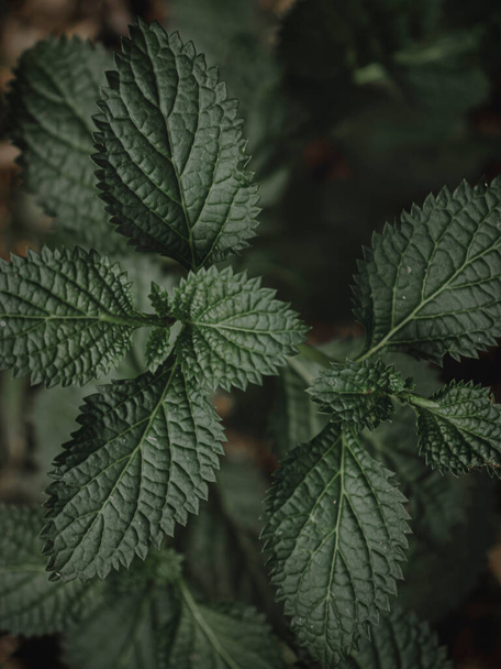 Seletivamente Focado Closeup das plantas com Folha Padrão Incrível, Abstract, Moody Green. - Foto, Imagem