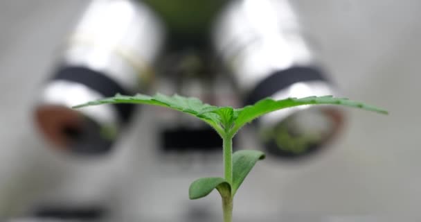 ゆらゆらと揺れる葉で大麻の芽がぼやけた電子顕微鏡に対して成長する。科学者の観察下でのマリファナ植物の成長 - 映像、動画