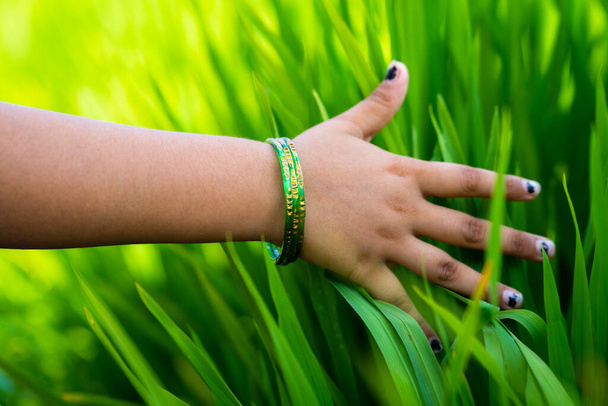Zbliżenie ujęcia dziewczęcych rąk dotykających pól ryżowych na użytkach rolnych - koncepcja aspiracji, wolności i uprawy - Zdjęcie, obraz