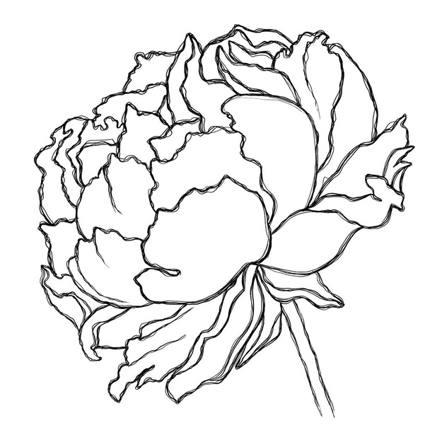 Illustrazione minimalista di una peonia. Schizzo di un fiore per loghi, manifesti, inviti, buste, screensaver, adesivi, quaderni. - Foto, immagini