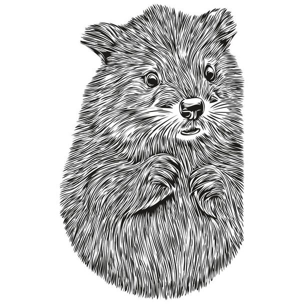 bobří náčrtek, grafický portrét bobra na bílém pozadí, bobr - Vektor, obrázek