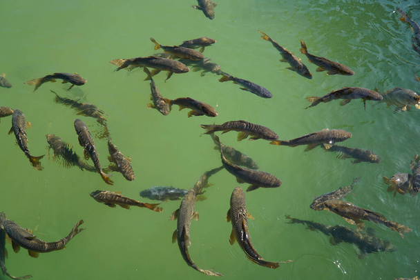 Multitud de peces nadando en el estanque - vista desde arriba - Foto, imagen