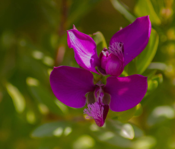 Poligala myrtifolia, Örökzöld bokor lila virágokkal. - Fotó, kép