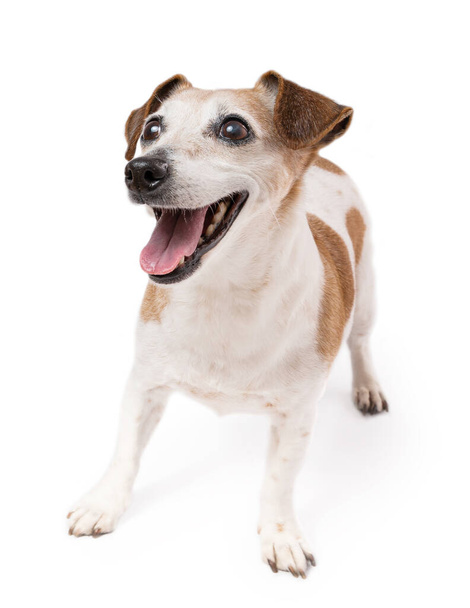 Smiling adorable Jack Russell terrier looking up. Happy active senior elderly 13 years old pet staying on white background. Studio shot full height  - Foto, afbeelding