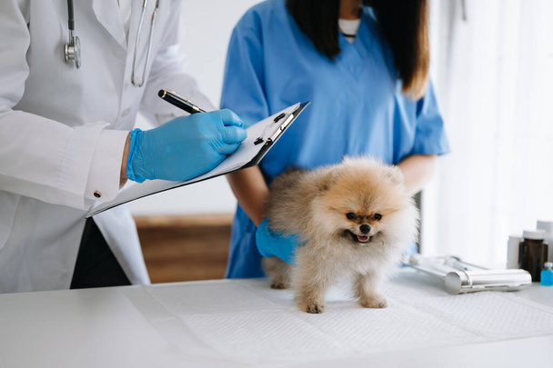 Two doctors are examining dog. Veterinary medicine concept. Pomeranian in a veterinary clinic. - 写真・画像