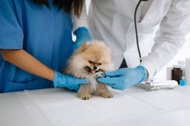 Pomeranian dog  during appointment in veterinary clinic - Fotoğraf, Görsel