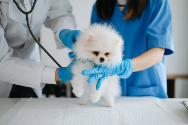 Pomeranian dog getting injection with vaccine during appointment in veterinary clinic - Foto, Bild