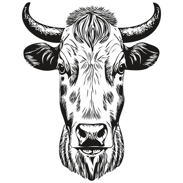Vintage engrave isolated cow illustration cut ink sketch cal - Vektor, Bild