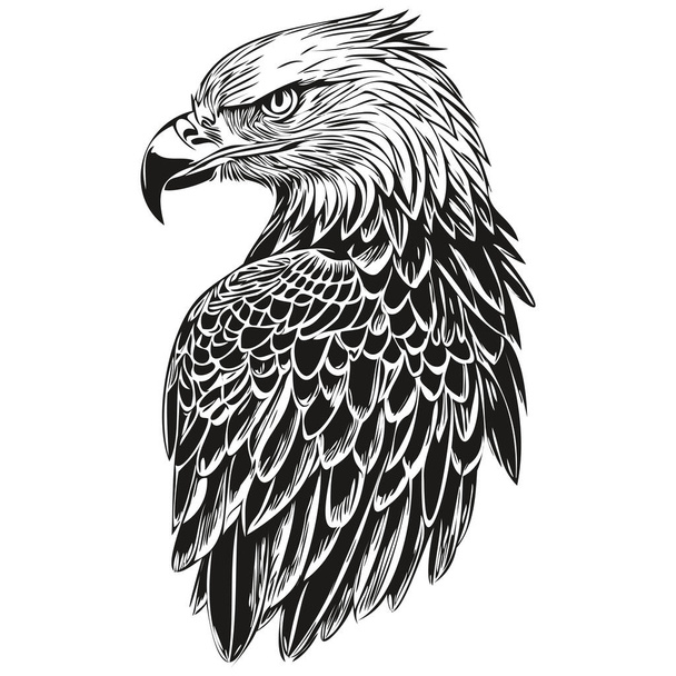 eagle sketch, hand drawing of wildlife, vintage engraving style, vector illustration bir - Vector, Image