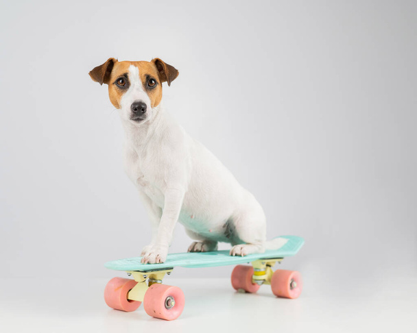 Dog on a penny board on a white background. Jack Russell Terrier rides a skateboard in the studio - Photo, Image